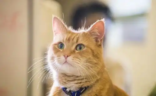 泪目流浪猫鲍勃去世鲍勃的礼物成遗作