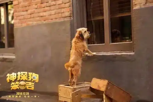 神探狗笨吉风靡全球40年,神奇灵犬首登中国大银幕解锁今冬最强暖流
