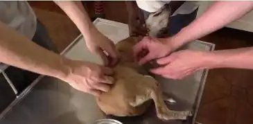 一张狗狗被多人摁住的图引发热议,事情的真相到底是怎样的