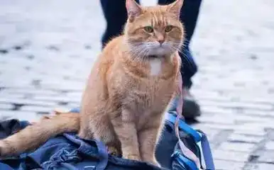 这只橘猫,让我相信陪伴的力量