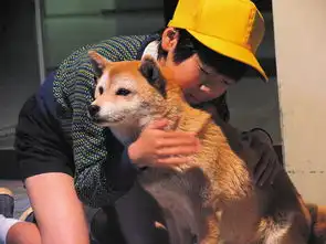 经典银幕猫狗形象大盘点你是喵派还是汪派