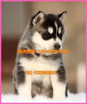 南京哪卖哈士奇南京哪里卖哈士奇便宜南京哪里有宠物店南京哪里买宠物狗有保障
