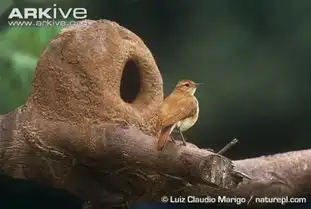 快来围观阿根廷的国鸟怎样造一室一厅的房子