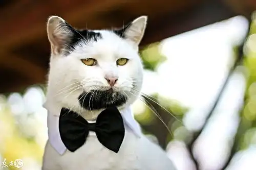 猫版绝命毒师海森堡亮相美国加利福尼亚州山羊胡简直帅呆了
