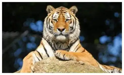 属虎人骨子里就有的爱情观,只有了解了才能走进他的心