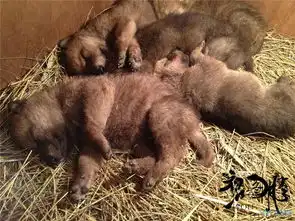 华语史诗巨制狼图腾曝光了一组小狼剧照,狼爸冯绍峰曾想收养