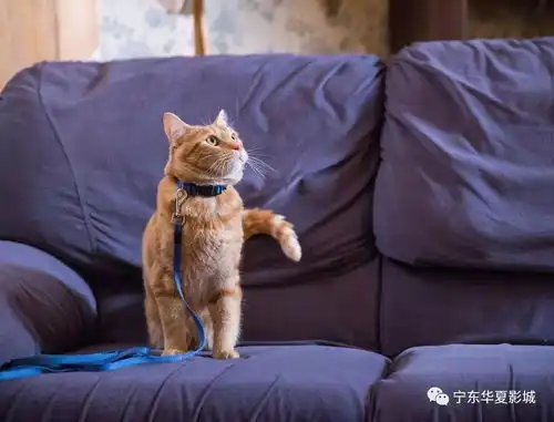 流浪猫鲍勃一只猫拯救了流浪汉的一生