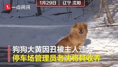 现实版的忠犬八公大黄等了老沈5年