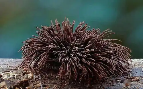 拍摄的题材就在身边蘑菇摄影师
