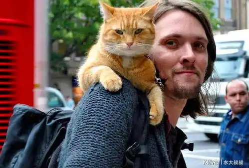 幸福的猫咪,身体一定会有这些特征