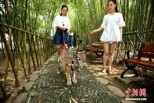 姑娘公园遛老虎上演现实版美女与野兽

