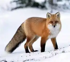 爆料:疯狂动物城如此火爆的秘密!