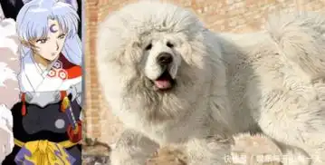 当犬夜叉中的角色变成狗,犬夜叉太像哈士奇了,网友斗牙王哭瞎
