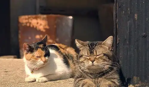 吸猫吗导演是全世界最会拍猫的人,演员有深夜食堂小林薰