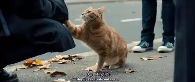 11月2日上映流浪猫鲍勃大橘为重