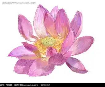 手绘洋红色荷花与花蕊图片花纹花边线条背景图库下载706611
