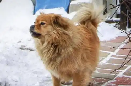 16年辽宁大爷患癌去世,忠犬大黄拒绝被收养,在原地等候主人5年