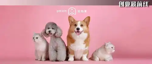 一直要做服务标准的宠物家,其实在做什么