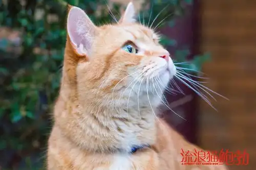 猫鲍勃演技爆表,影片全程暖心电影流浪猫鲍勃热映好评如潮