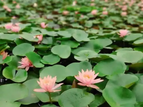 初夏的三个第一,我替你找到了......