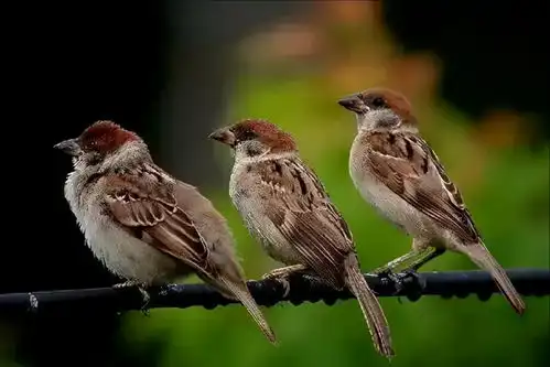 带你了解下5种差点成为中国国鸟的候选鸟,你觉得会是哪一个