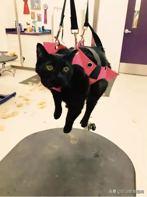 16只可爱的宠物,让人怎么也看不够