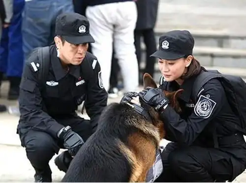 猎毒人和警花与警犬哪部好看
