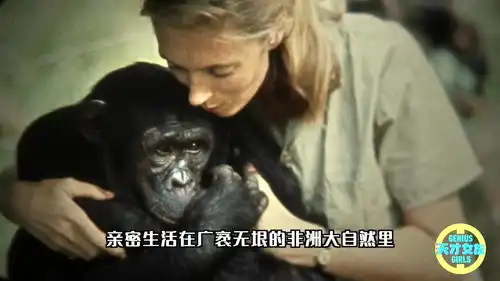 她和猩猩同居38年,你想象不了的人生
