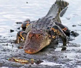 猛兽也有落魄时动物界以小欺大照片集锦
