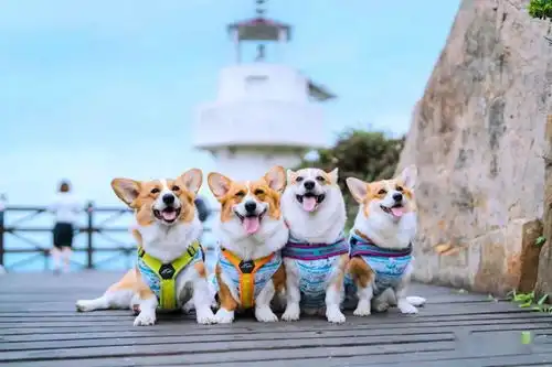 夏至十人十狗在嵊泗来了场基游记,一秒入海