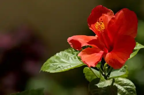 6月,邂逅桃花,心花怒放,共浴爱河,良缘富贵美满的4大星座