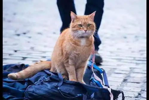 改变主人一生的流浪猫鲍勃,去世原因让粉丝难以接受,太心痛惋惜