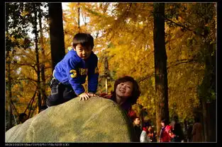 满城尽带黄金甲再现科大银杏