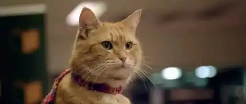 11月2日流浪猫鲍勃卖萌不但可以生存,还能拯救人生