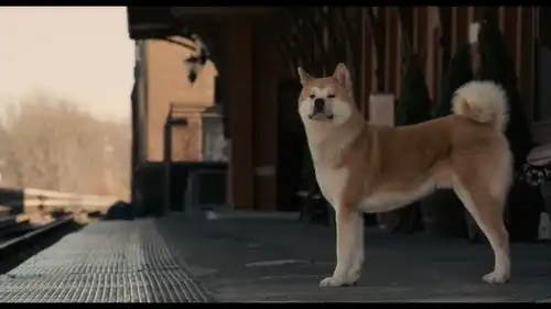 忠犬八公的故事人活很长时间还不懂如何去爱,而狗狗一生下来就知道如何爱别人