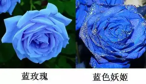 收到花的无锡人注意了,这种蓝色妖姬竟然对人体有害
