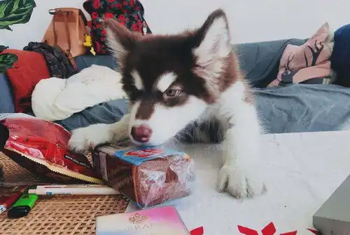 狗狗恨主人的6大表现,你家汪会这样吗