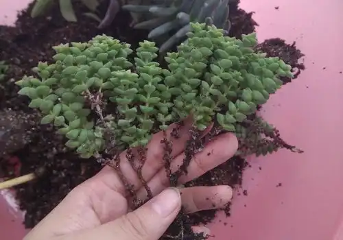 小米星变红很容易,但是想要叶片圆润株型优美,需要这3个技巧
