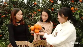 橘子红了11月24日,又是一年柑橘节
