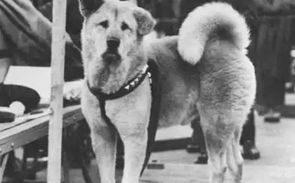 电影忠犬八公的故事是真实的吗,求八公原型照片