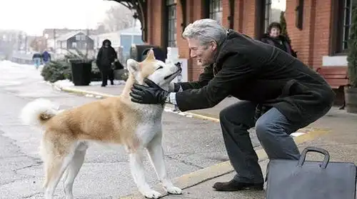 忠犬八公的故事,有什么比生命更悠远吗是忠诚的爱