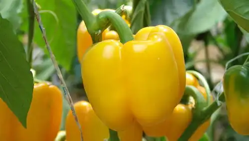 香港中转进口清关报价厂家
