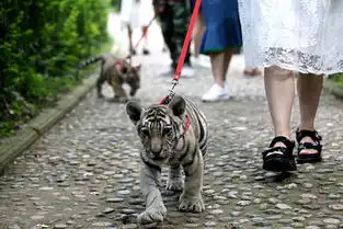 姑娘公园遛老虎上演现实版美女与野兽
