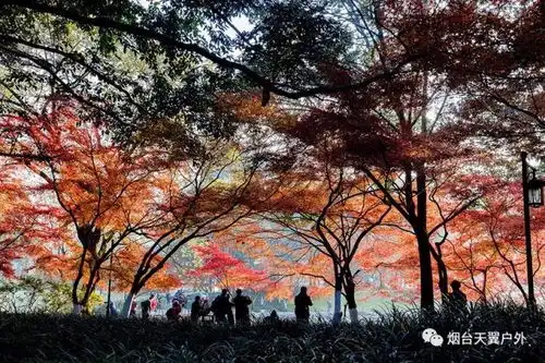 江南醉美赏红叶躺卧升级版11月17日全国最美红叶南京栖霞山苏州天平山木渎古镇夜色周庄住古镇特色民宿
