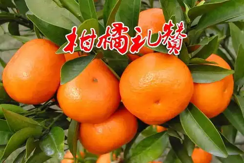 肖飞柑橘礼赞散文
