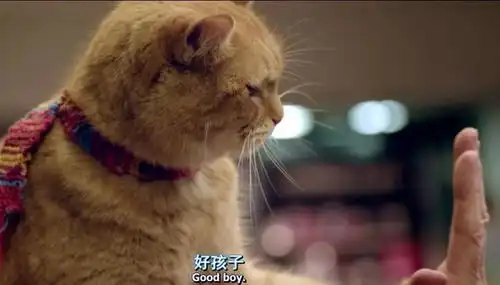 等了两年终于来了11月档最高口碑电影就是这部流浪猫鲍勃