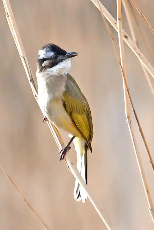 春的气息鸟儿知道