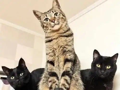 给猫咪拍照,戏精狸花猫卖萌抢镜,黑喵认识这二货好丢猫啊
