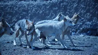 狼图腾剧照曝光冯绍峰获小狼崽热吻