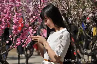 清明时节樱花情
